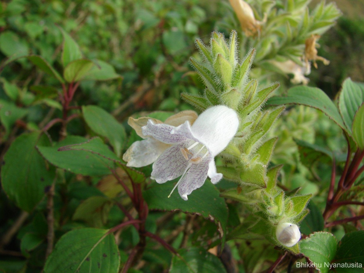 Strobilanthes rhamnifolia var. rhamnifolia (Nees) T. Anderson